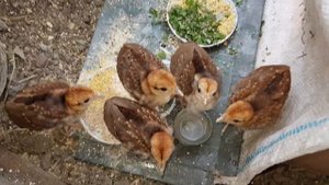 Кормление птенцов цесарок и фазанов