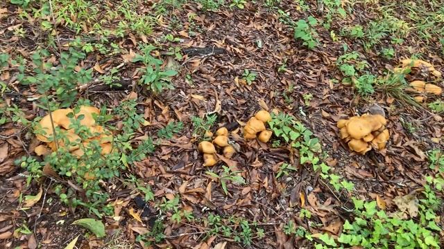 Armillaria tabescens - Mushroom I.D. смотреть онлайн