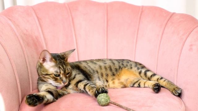 Кошачий АСМР