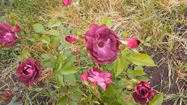 Розы - первогодки из питомника 