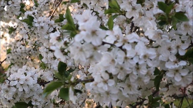 Пасхальная ночь. Часть 1. Пасха Красная - Нина Павлова