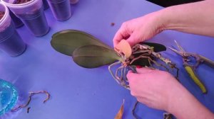 02.04.23.Орхидея мультифлора..пересадка.