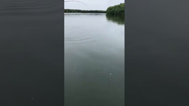 Камчатка! Чавыча 2021 р.Большая. смотреть онлайн