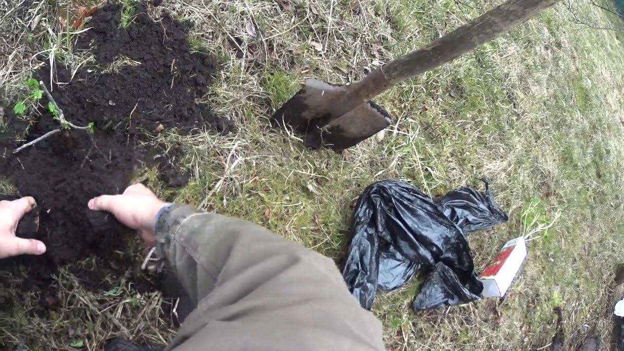 Красная Смородина из Пятерочки - Посадка смотреть онлайн