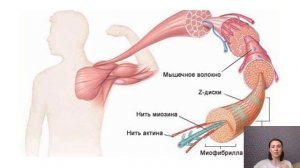 Строение скелетных (поперечно-полосатых) мышц