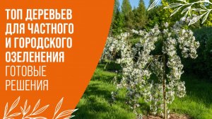 ТОП ДЕРЕВЬЕВ ДЛЯ ЧАСТНОГО И ГОРОДСКОГО ОЗЕЛЕНЕНИЯ