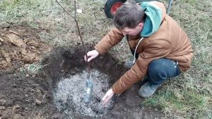 Посадка саженцев плодовых деревьев. Жизнь в деревне. Саженцы саженцы деревьев.