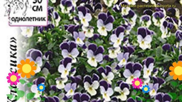 Виола ампельная Жемчужный водопад. Краткий обзор, описание характеристик viola hybrida смотреть онлайн