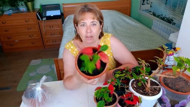 #Пуансеттия через два месяца после пересадки. 30 июня смотреть онлайн