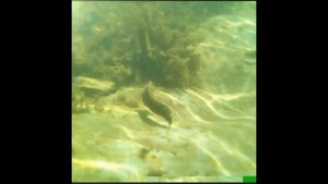 Водонепроницаемый Чехол. Тест. Съемка под водой на телефон в Геленджике