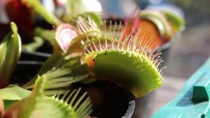 Венерина мухоловка ест муху.