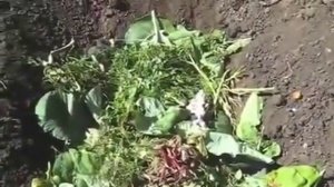 Устройство теплой грядки для ранних огурцов
