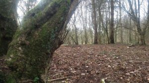 🇮🇪☘ ANCIENT IRISH FOREST🌲WINTER❄#loveireland💚WATCH RELAX💚HELP site WATCH any 10min VIDEO🙏subscribe🙏