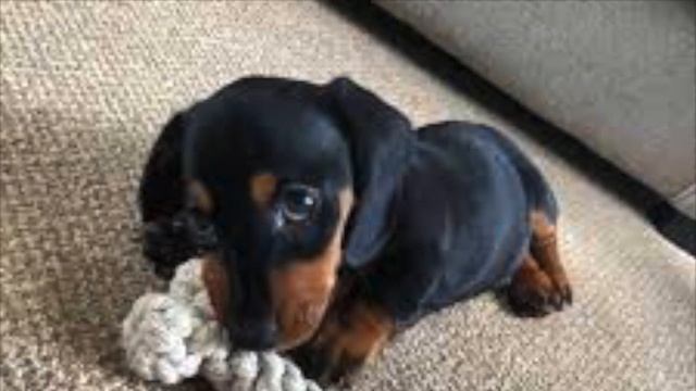 Песня про собачку смотреть онлайн