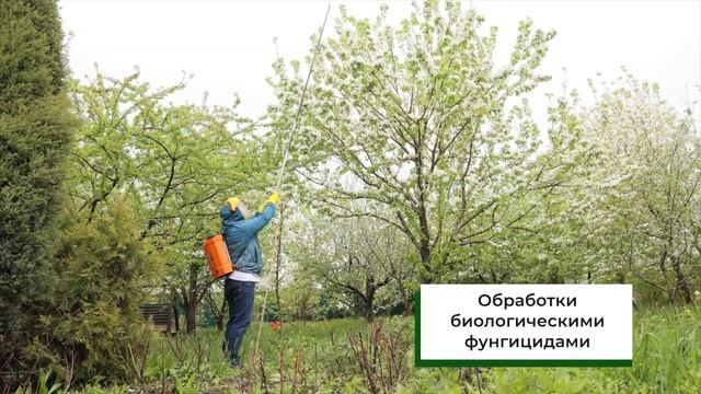 Самый эффективный комплекс препаратов для борьбы с вредителями косточковых деревьев!