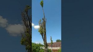 Удаляю пирамидальный тополь. г. Днепр. Take down a trees