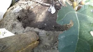 Как утеплить инжир для созревания/укрытие инжира/созревание в октябре