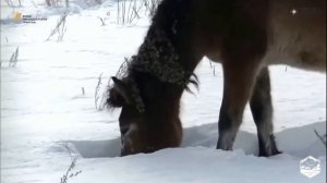 Башкирские кони видеоурок