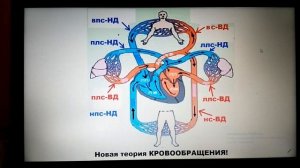 Молитва Иисуса. Дыхание. Кровообращение. Альвеола.
