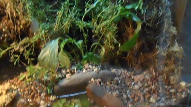 палюдариум , самка радужного краба смотреть онлайн