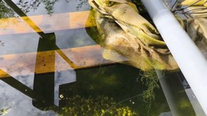 11 августа 2024 г. Аквариумные рыбки в пруду на лето...