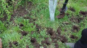 Цеолит на огороде (подкормка плодовых деревьев и кустарников)