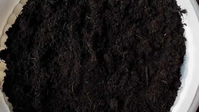 Переносная клумба ? ??бегония вечноцветущая смотреть онлайн