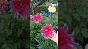 Георгин Гранд Финале (Гранд Финал) . Георгин Grand Finale. Крупноцветковые георгины.