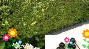 Бирючина обыкновенная Лоденсе. Краткий обзор, описание характеристик ligustrum vulgare Lodense