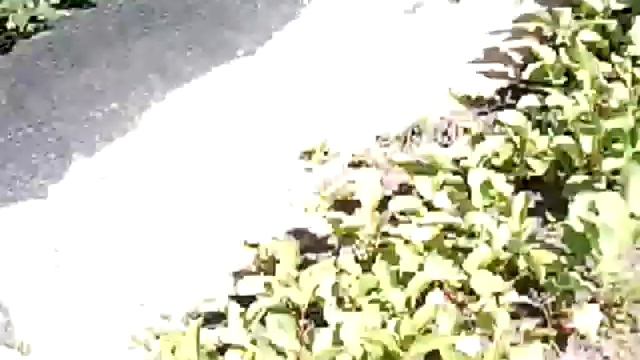 Дача , озеро , шашлык 🌻🌹🌼 смотреть онлайн