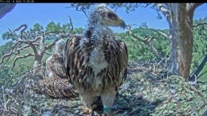 8.07.2022 Сбежавшая добыча. Солнечные орлы Aquila heliaca, Татарстан