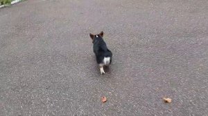 Прогулка с корги #корги #стич  #тайра