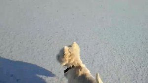 Вест хайленд уайт терьер