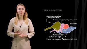 Пресмыкающиеся | Биология