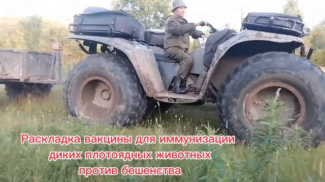 Иммунизация диких плотоядных животных!