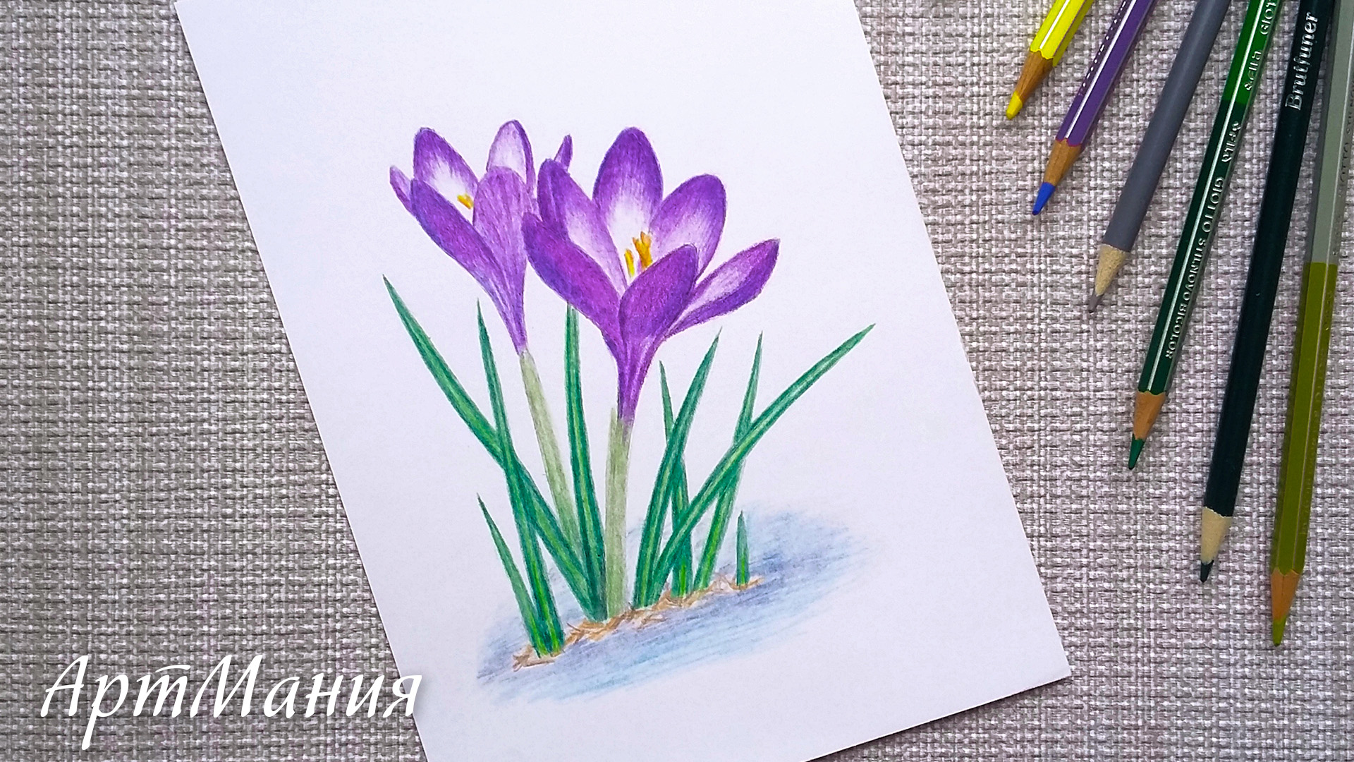 Нарисовать весенние цветы крокусы цветными карандашами