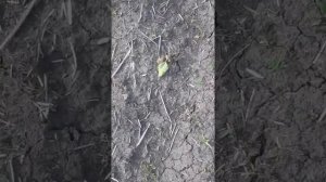 Действия гербицида по кукурузе Балет Мастер Пауэр и по подсолнечнику гербицид Мантра 2022г.