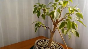 Бонсай из Фикуса Бенджамина/Ficus Benjamina #3 Осень 2021 #Ficusbenjamina #bonsai #BonsaiNaBalkon