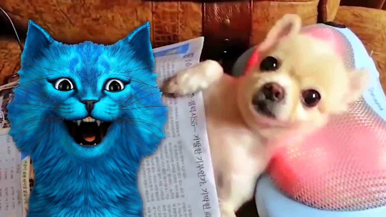 Включи видео про синий. Котенок лайк. Канал котика лайка. Синий кот лайк. Котёнок лайк блоггер.