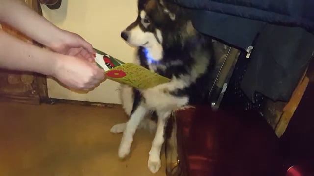 Аляскинский маламут жестоко напуган / МАЛАМУТЛЯНДИЯ смотреть онлайн