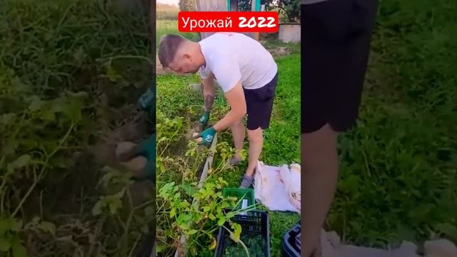 Урожай картофеля 2022. Сорт "Королева Анна" #картофель #дача #огород