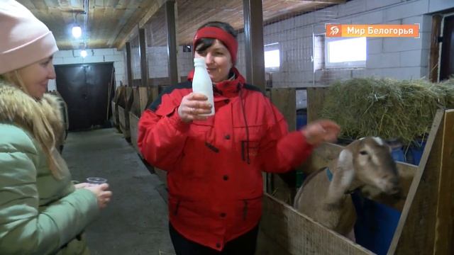 В Вейделевке стали выращивать коз англо-нубийской породы
