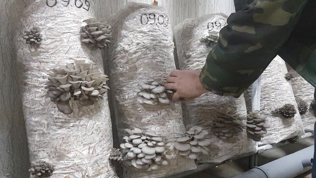 Как правильно соберать(срывать) вешенку с грибного блока.