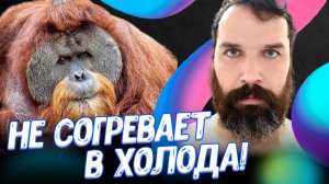 Как мы потеряли шерсть | Зачем нам борода? | Александр Соколов | День Недостающего Звена 2-3