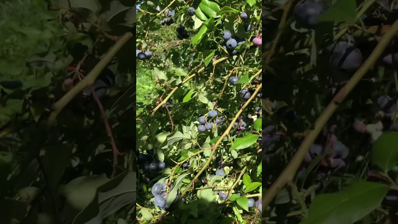 Гигантский урожай голубики. Ветви гнутся. #голубикасадовая смотреть онлайн
