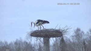 Аисты строят гнездо