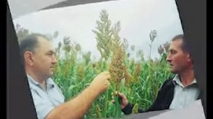 РФ Сорго в Белгородской области