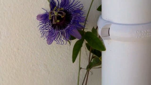 Vlog. Короткие зарисовки. Наш климатис. Синие деревья. смотреть онлайн