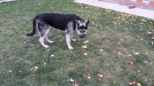 графу 8 месяцев.Восточно Европейская Овчарка