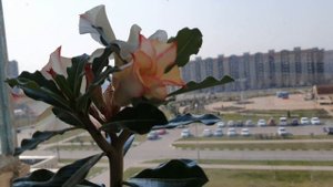 Адениум// Раскрытие цветка. Цветение адениума. Adenium Flowers